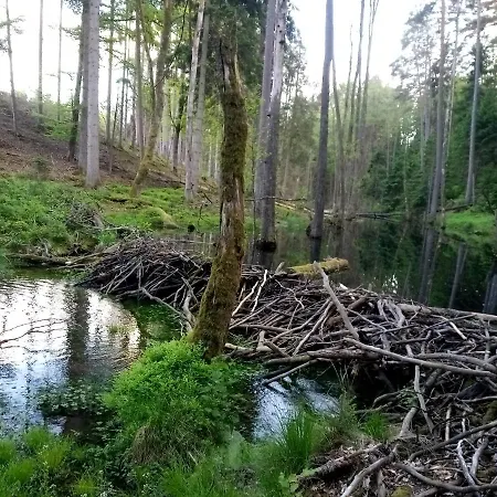 Domek letniskowy na Kaszubach, Borowy Młyn, jezioro Gwiazda Zewnętrze zdjęcie