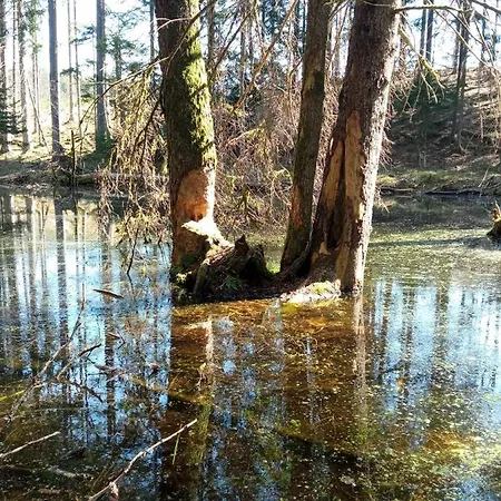 Domek letniskowy na Kaszubach, Borowy Młyn, jezioro Gwiazda Zewnętrze zdjęcie