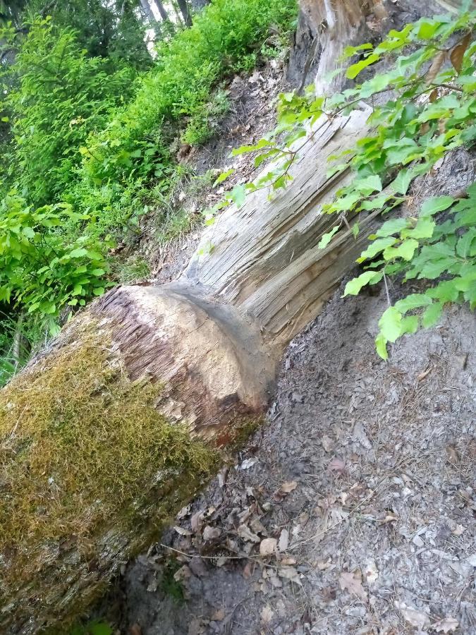 Letniskowy Na Kaszubach, Borowy Mlyn, Jezioro Gwiazda * Borowy Mlyn