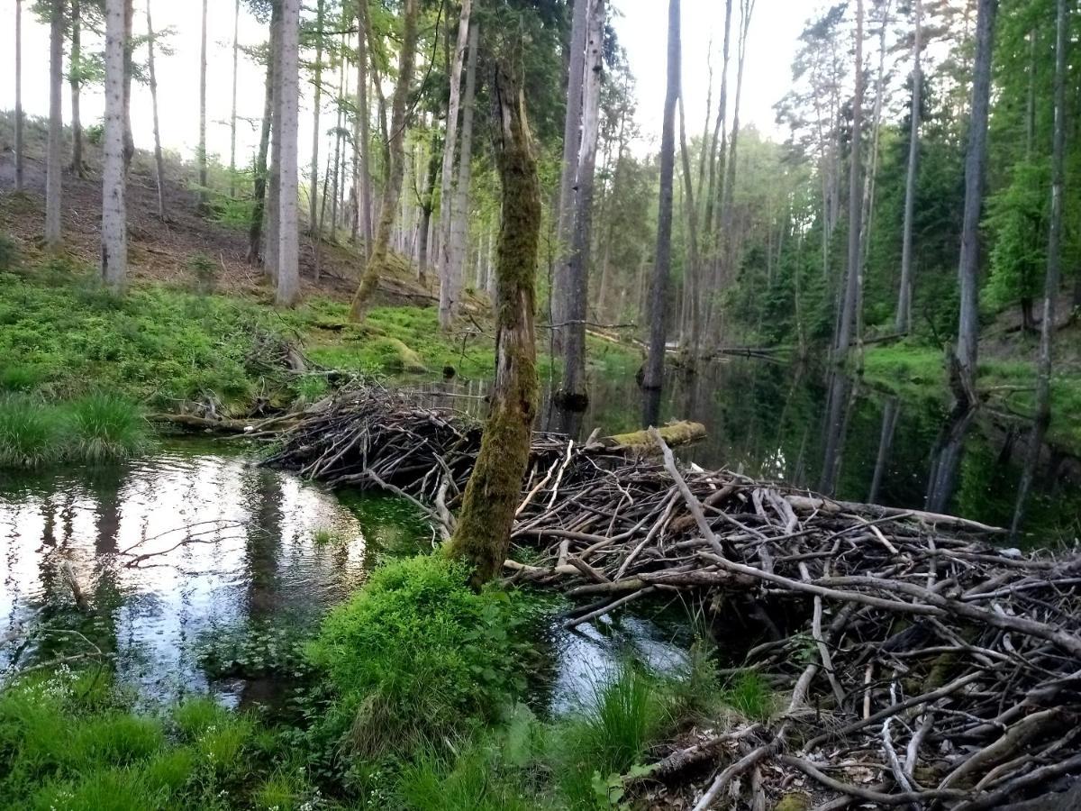 Letniskowy Na Kaszubach, Borowy Mlyn, Jezioro Gwiazda Holiday home *
